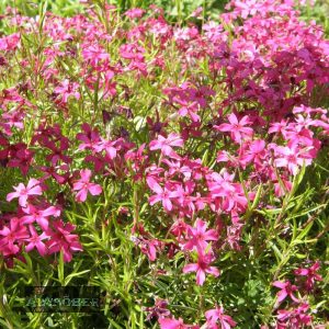 Phlox subulata Red Ridge - Árlevelű lángvirág