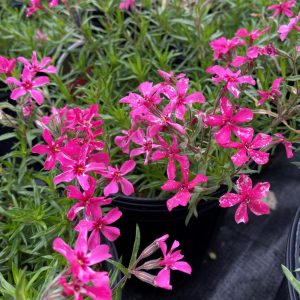 Phlox subulata Red Wings - Árlevelű lángvirág