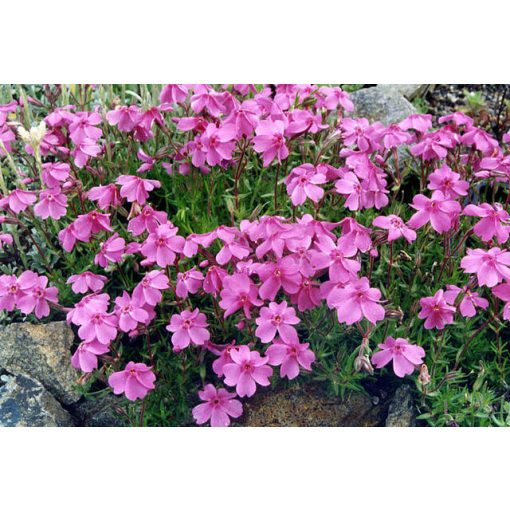 Phlox subulata Samson - Árlevelű lángvirág