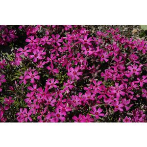 Phlox subulata Temiskaming - Árlevelű lángvirág