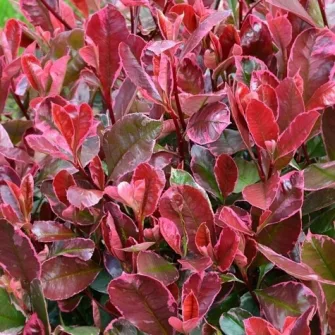 Korallberkenye (Photinia)
