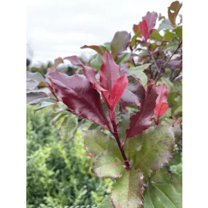 Photinia fraseri Magical Volcano - Korallberkenye