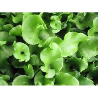 Gímpáfrány (Phyllitis)