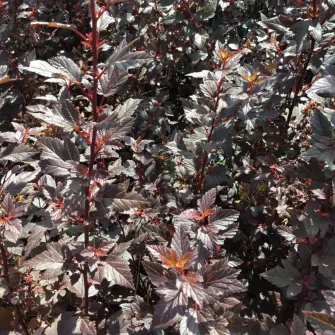 Hólyagvessző (Physocarpus)