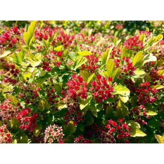 Hólyagvessző (Physocarpus)