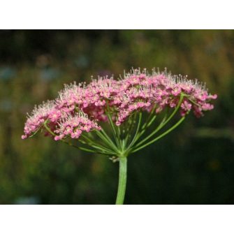 Földitömjén (Pimpinella)