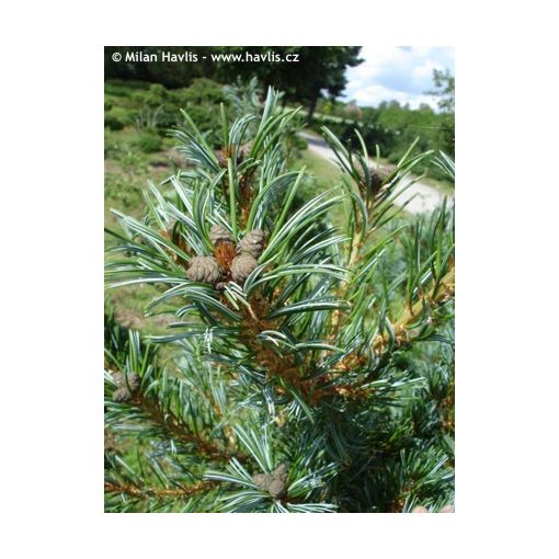 Pinus parviflora Glauca - Japán selyemfenyő