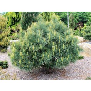 Pinus strobus Blue Shag