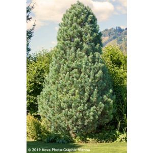 Pinus strobus Fastigiata