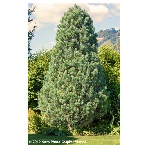 Pinus strobus Fastigiata