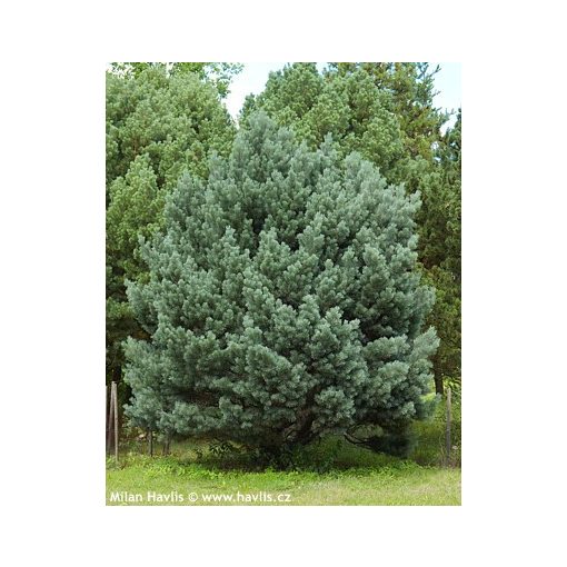 Pinus sylvestris Watereri