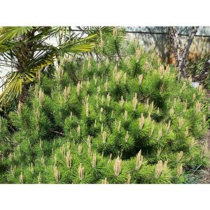 Pinus thunbergii Banshosho