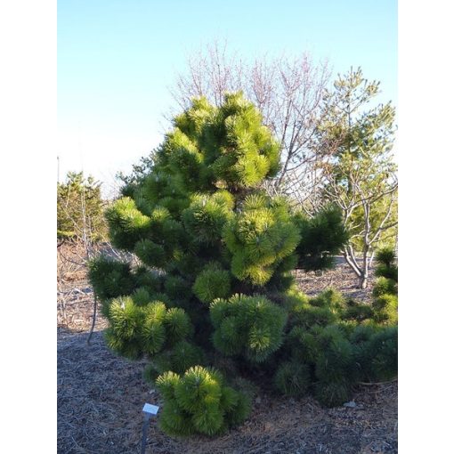 Pinus thunbergii Thunderhead