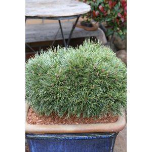 Pinus uncinata Grune Welle