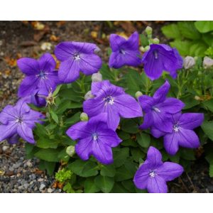 Platycodon grandiflorus Hakone Blue - Léggömbvirág