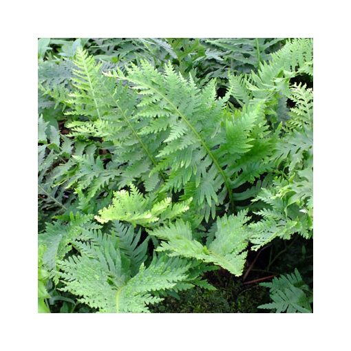 Polypodium cambricum Oakleyae - Édesgyökerű páfrány