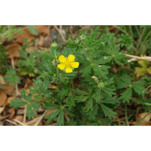 Potentilla argentea - Pimpó