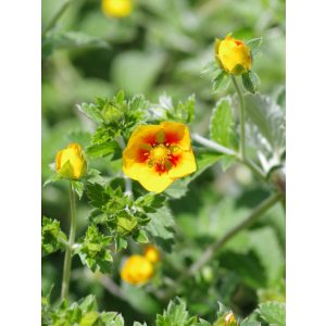 Potentilla atrosanguinea var. Argyrophylla - Pimpó