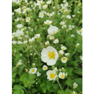 Potentilla rupestris - Pimpó