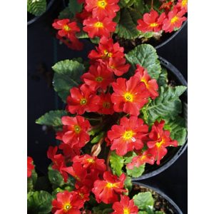 Primula japonica Wanda Tomato Red - Japán kankalin