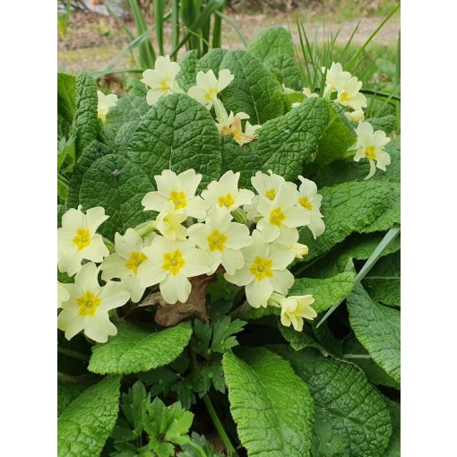 Primula vulgaris - Szártalan kankalin