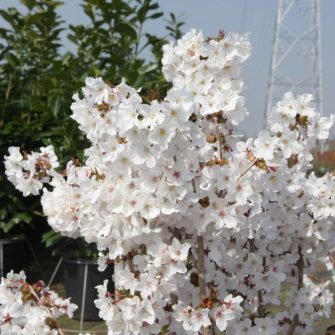 Prunus