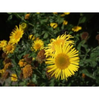 Bolhafű (Pulicaria)