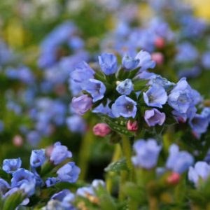   Pulmonaria angustifolia Blaues Meer - Keskenylevelű tüdőfű