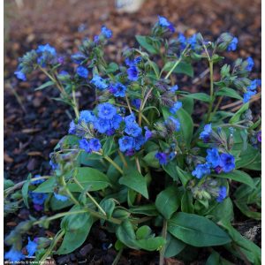   Pulmonaria angustifolia Blue Ensign - Keskenylevelű tüdőfű