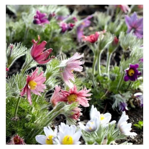Pulsatilla vulgaris Prima Papagena - Leánykökörcsin