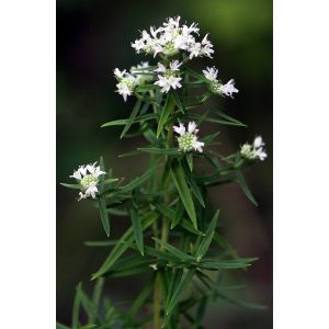 Pycnanthemum virginicum - Hegyi menta