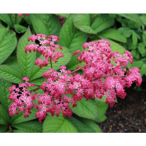 Rodgersia pinnata Crug Cardinal - Tópartifű