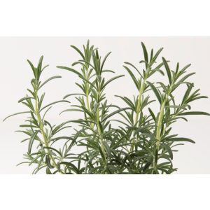 Rosmarinus officinalis Rosi Green - Rozmaring