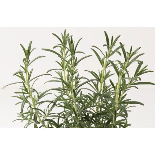 Rosmarinus officinalis Rosi Green - Rozmaring