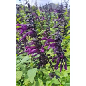 Salvia Amistad - Zsálya