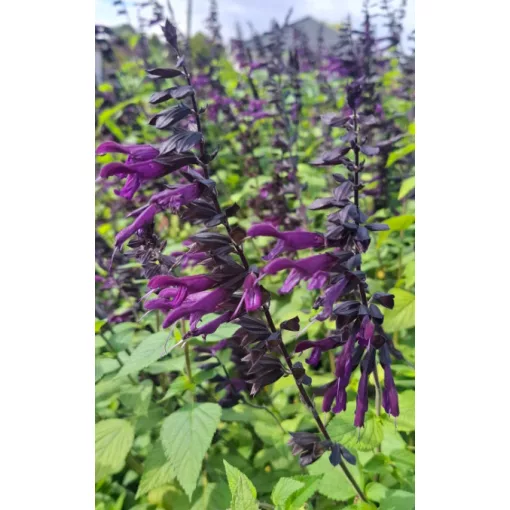 Salvia Amistad - Zsálya