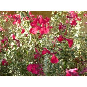 Salvia greggii Caramba - Őszi zsálya