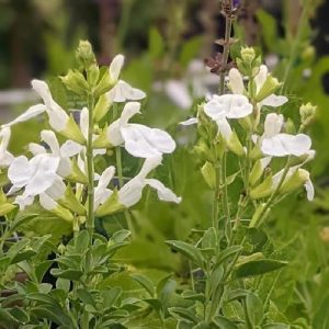 Salvia greggii Mirage White - Őszi zsálya