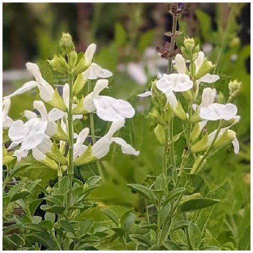 Salvia greggii Mirage White - Őszi zsálya