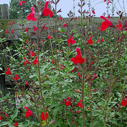 Salvia greggii Maraschino - Őszi zsálya