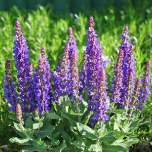 Salvia nemorosa Sensation Compact Deep Blue - Ligeti zsálya
