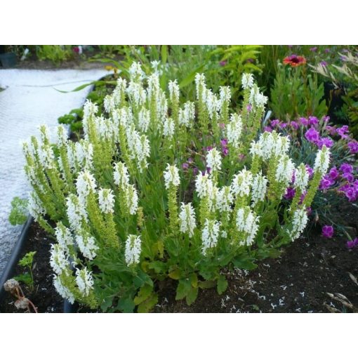 Salvia nemorosa Sensation Compact White - Ligeti zsálya