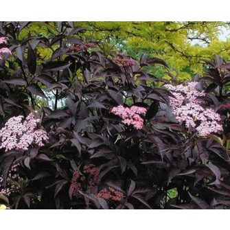Bodza (Sambucus)