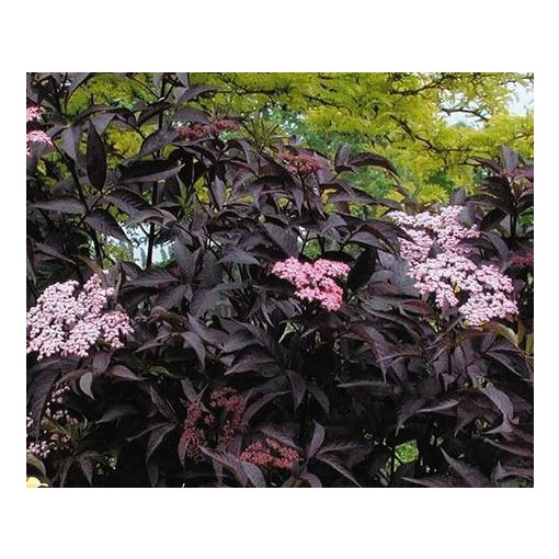 Sambucus Black Beauty - Bodza