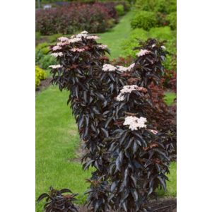 Sambucus nigra Black Tower- Bodza