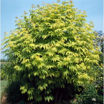 Bodza (Sambucus)