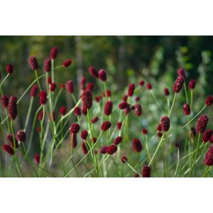 Sanguisorba Beetlewings - Vérfű