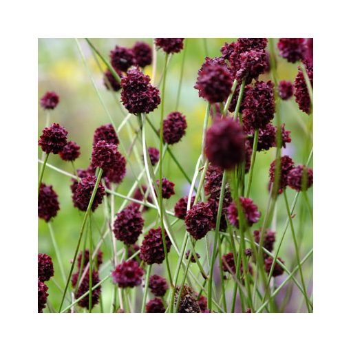 Sanguisorba Choclat Tipp - Vérfű