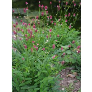 Sanguisorba Prim and Proper - Vérfű