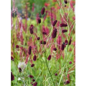 Sanguisorba Red Thunder - Vérfű